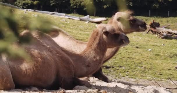 อูฐ Bactrian ร่วมกันใน Safari Park — วีดีโอสต็อก