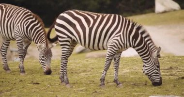 Safari Parkı 'nda Otlayan Zebralar