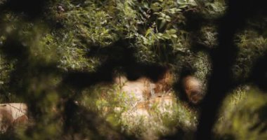 Aslan Pençesiyle Safari Parkı 'nda Dinleniyor