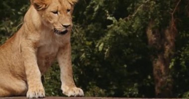 Aslan Yavrusu Safari Parkı 'nda Rahat Ediyor
