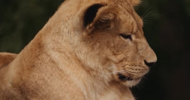 Aslan Yavrusu Safari Parkı 'na bakıyor