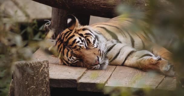 Odpoczywający Tygrys śpi w Safari Park — Wideo stockowe