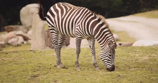 Grazing Zebra Em Safari Park — Vídeo de Stock