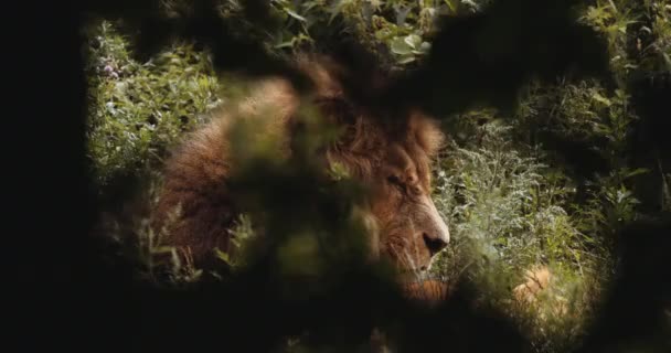 Leão em repouso no Safari Park — Vídeo de Stock