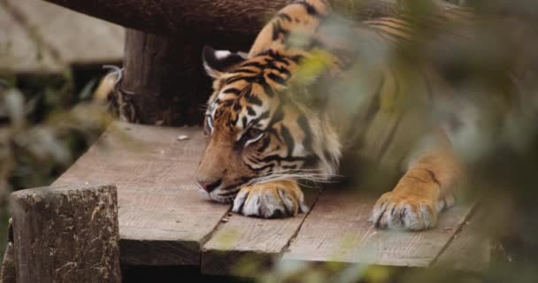 Tigre acordando caindo para dormir no Safari Park — Vídeo de Stock