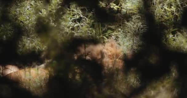 Leões descansando Safari Park — Vídeo de Stock
