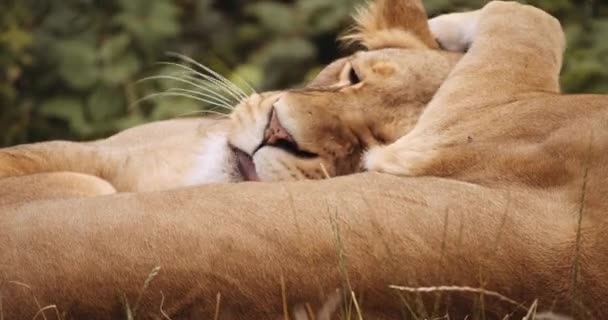 Λιοντάρια κοιμούνται μαζί στο πάρκο Σαφάρι — Αρχείο Βίντεο