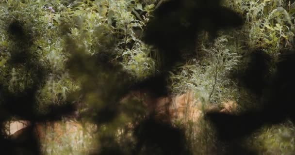 狮子在萨法里公园的民居中睡觉 — 图库视频影像