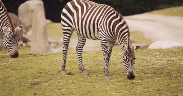 Planícies Zebra em Safari Park — Vídeo de Stock