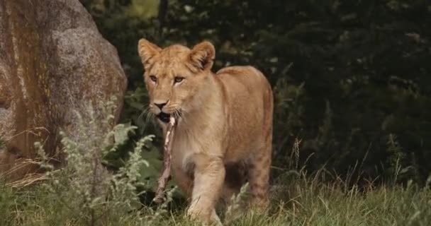 Lion Cub With Stick In Mouth — Stock Video