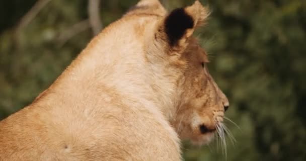 Lion Cub Looking Away — Stock Video