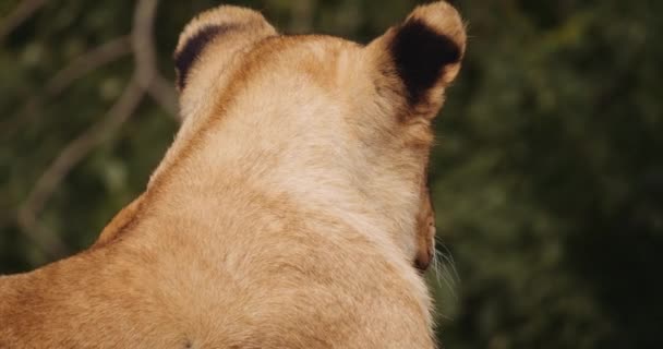 Close Up Of Lion Cub In Safari Park — Stock Video