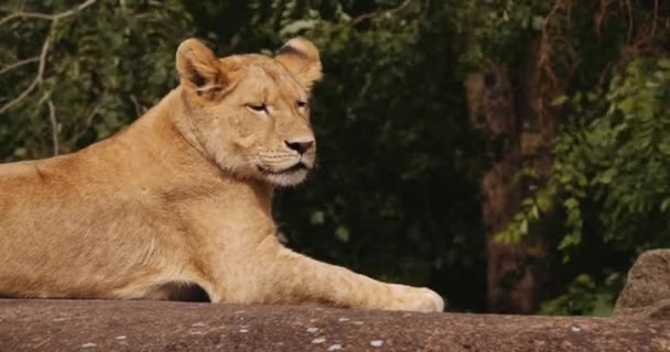 Cubo de Leão deitado no Safari Park — Vídeo de Stock