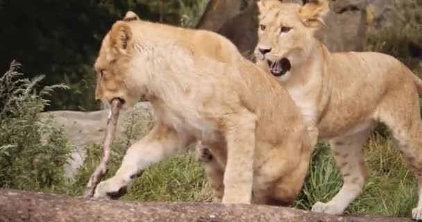 Lion Cubs Playing Over Stick In Safari Park — Stock Video