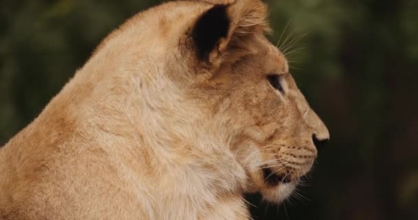 Close Up Of Lion Cub In Safari Park — Stock Video