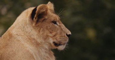 Safari Parkı 'nda Aslan Yavrusu