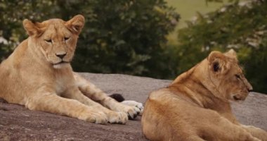 Aslan Yavruları Safari Parkı 'nda Dinleniyorlar