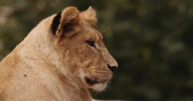 Safari Parkı 'nda Kürklü Aslan Yavrusu