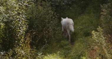 Kutup Kurdu Safari Parkı 'nda Sürüsüne Katılmak İçin Yürüyor