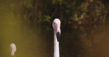 Şili Flamingosu Safari Parkı 'ndaki kameraya bakıyor