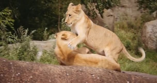 Löwenjunges sitzt auf einem anderen im Safaripark — Stockvideo