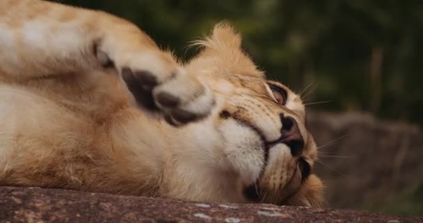 León cachorro descansando en la roca en Safari Park — Vídeos de Stock