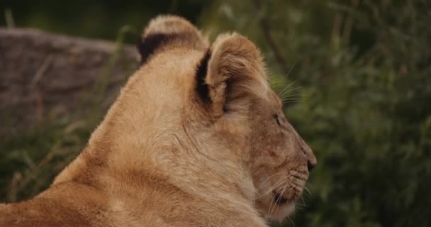 Resting Lion Cub In Safari Park — Stock Video