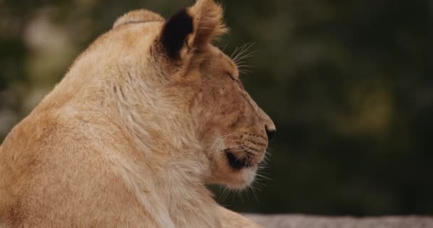 Lion Club se odihnește cu ochii închiși — Videoclip de stoc