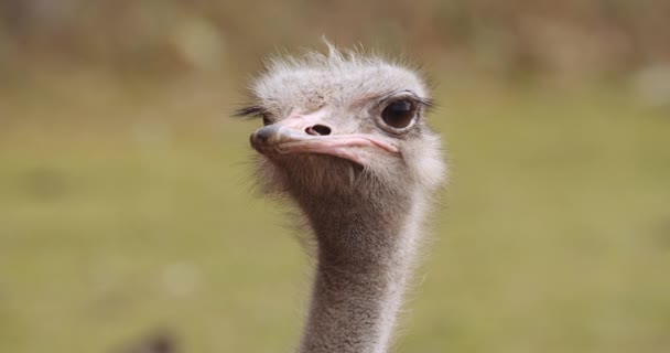 Alert Ostrich Rozgląda się w parku Safari — Wideo stockowe