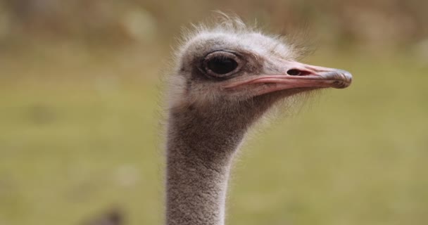 Struś miga przed kamerą w Safari Park — Wideo stockowe