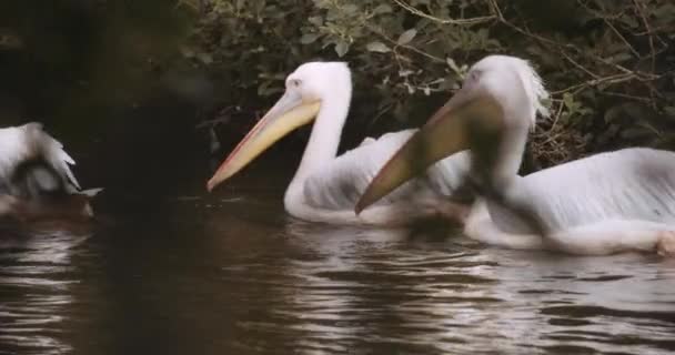 Grote witte pelikanen zwemmen samen in het meer — Stockvideo