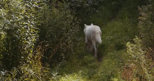 Arctic Wolf promenader för att gå med sin flock i Safari Park — Stockvideo