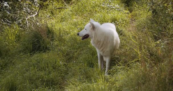 Arctische wolf wandelen door gras in Safari Park — Stockvideo