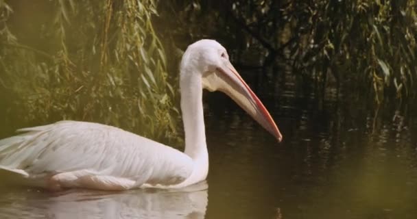 Grande pelicano branco no lago de Safari Park — Vídeo de Stock