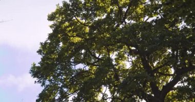 Rüzgâr, Mavi Gökyüzüne Karşı Ağaç Yaprakları