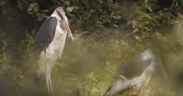 Marabou Storks In Safari Park — Stock video