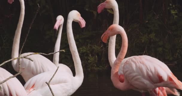 Chileense flamingo 's in het meer van Safari Park — Stockvideo