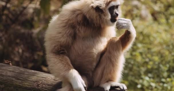 Lar Gibbon Τρώγοντας εργοστάσιο στο πάρκο Safari — Αρχείο Βίντεο