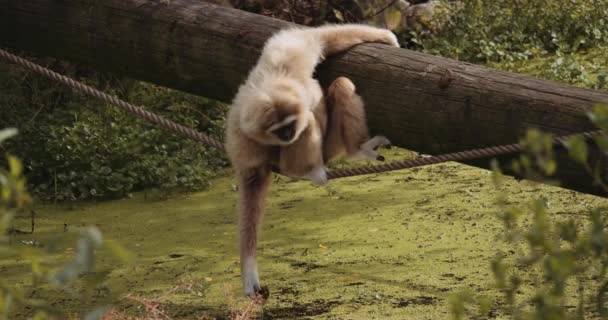 Lar Gibbon plukken planten van het meer om te eten — Stockvideo