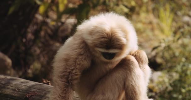Lar Gibbon chegando para plantas de log — Vídeo de Stock