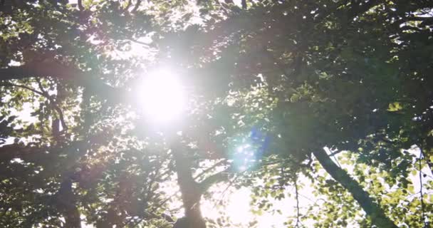 Sol skiner genom trädgrenar mot blå himmel — Stockvideo