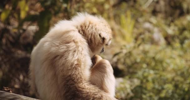 サファリパークにあるLar Gibbon Eating Plant — ストック動画