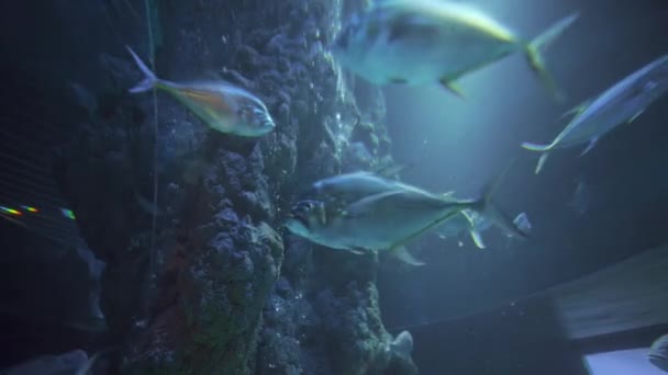 Sekolah Perenang Ikan Dalam S.E.A Aquarium — Stok Video