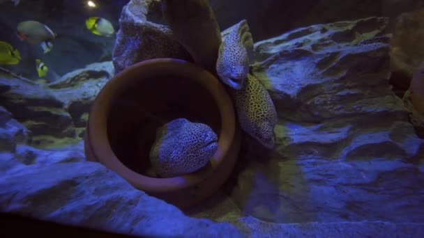 Moray anguilas en maceta en el acuario de S.E.A — Vídeo de stock