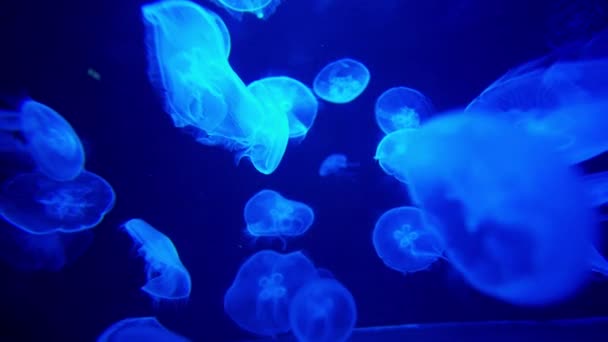 Luna medusa en contra azul y luego verde en acuario — Vídeo de stock