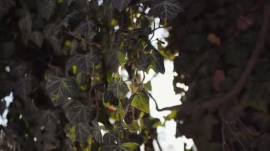 Ağaçların dallarından sarkan yapraklar Arkaplanda Parlak Güneş Parıltısı