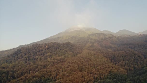 Drönare över solbelyst skog på bergssidan — Stockvideo