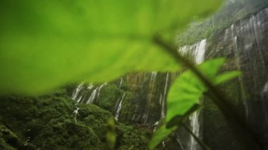 Tumpak Sewu Şelaleleri 'nde Yapraklar
