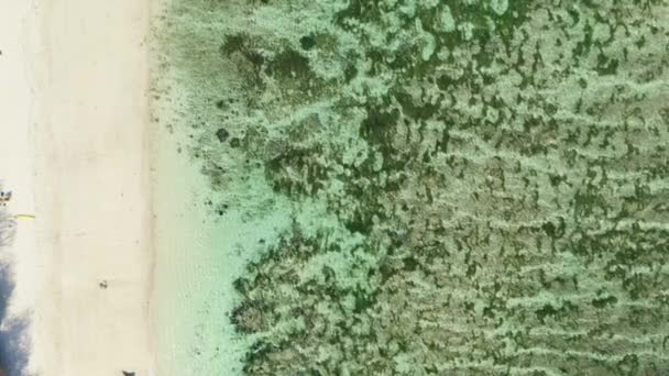Drone sur femme nageant dans la mer verte à Bali — Video