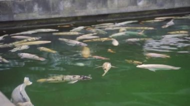 Ubud 'daki Tapınak Göletinde Sazan Yüzüyor